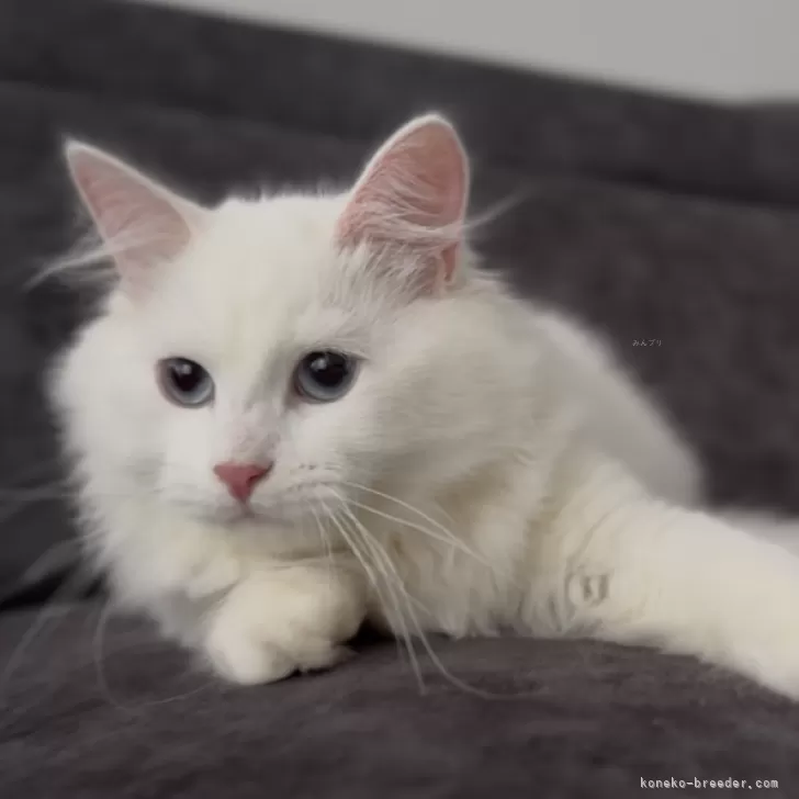 サイベリアン【山形県・男の子・2025年6月10日・ホワイトソリッド】の写真1