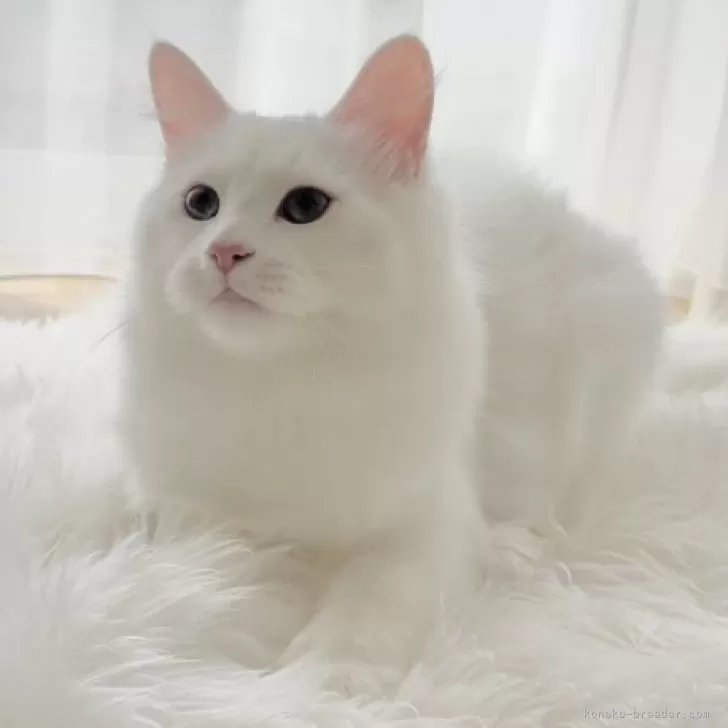ID:2409-00917の子猫