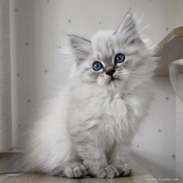 サイベリアン【山形県・男の子・2025年8月2日・ブルー(シルバー)リンクスポイント】の写真1