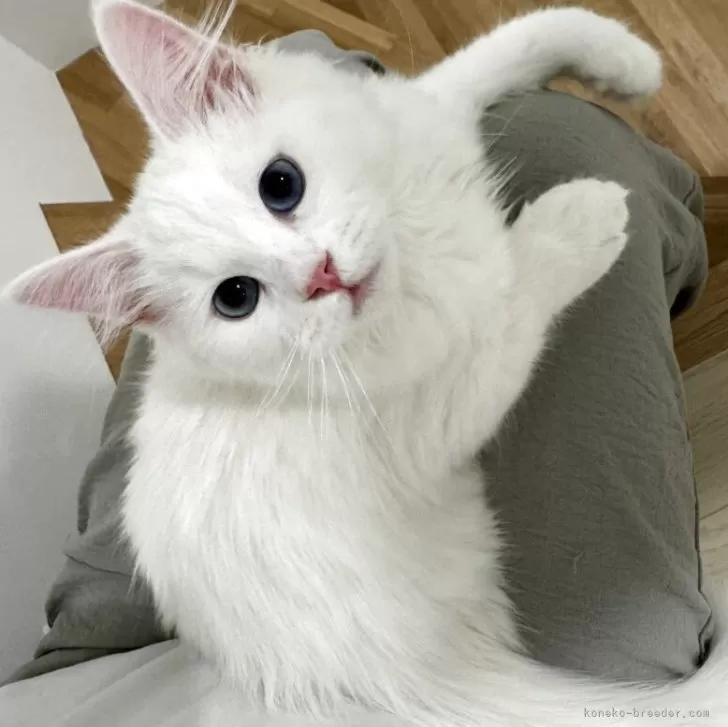 ID：2502-01326の子猫