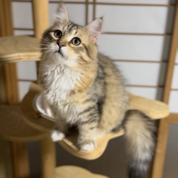 サイベリアン【山形県・男の子・2025年6月10日・ブラウンタビー&ホワイト（トリプルコート）】の写真「特価‼️激甘抱っこ大好き💕両親外産世界王者血統」