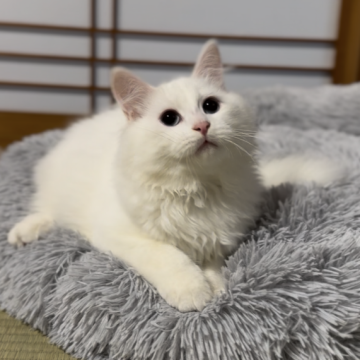 サイベリアン【山形県・男の子・2025年6月10日・ホワイトソリッド（トリプルコート）】の写真「抱っこ好き激甘液体猫🥰両親外産世界王者血統」