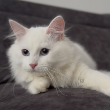 サイベリアン【山形県・男の子・2025年6月10日・ホワイトソリッド（トリプルコート）】の写真「抱っこ好き激甘液体猫🥰両親外産世界王者血統」