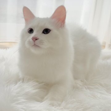 サイベリアン【山形県・男の子・2024年7月22日・ホワイトソリッド（トリプルコート）】の写真「お値引き‼両親外産✨世界王者血統👑叔母は女優🐱」