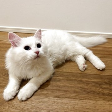 サイベリアン【山形県・男の子・2025年6月10日・ホワイトソリッド（トリプルコート）】の写真「抱っこ好き激甘液体猫💓両親外産世界王者血統」