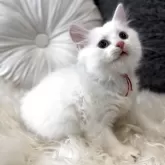 サイベリアン