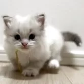サイベリアン