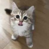 サイベリアン