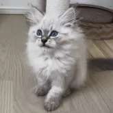 サイベリアン【山形県・男の子・2025年8月2日・ブルー(シルバー)リンクスポイント】の写真3