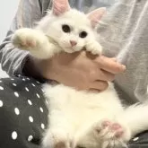 サイベリアン【山形県・男の子・2025年6月10日・ホワイトソリッド】の写真2