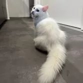 サイベリアン【山形県・男の子・2025年6月10日・ホワイトソリッド】の写真3