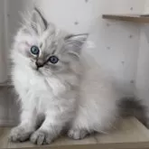 サイベリアン【山形県・男の子・2025年8月2日・ブルー(シルバー)リンクスポイント】の写真4