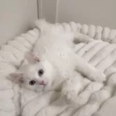 サイベリアン【山形県・男の子・2025年1月5日・ホワイトソリッド】の写真5