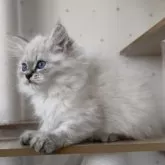 サイベリアン【山形県・男の子・2025年8月2日・ブルー(シルバー)リンクスポイント】の写真8