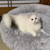 サイベリアン【山形県・男の子・2025年6月10日・ホワイトソリッド】の写真9