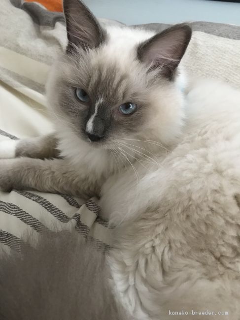 牛島真由美ブリーダー