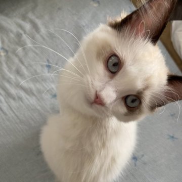 ラグドール【埼玉県・男の子・2024年10月1日・シールポイントバイカラー（長毛種）】の写真「元気いっぱいの男の子です」