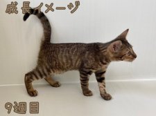 トイガー【・女の子・2022年3月21日・ブラウン(ブラック)マッカレルタビー】「生後9週目頃のお写真です」