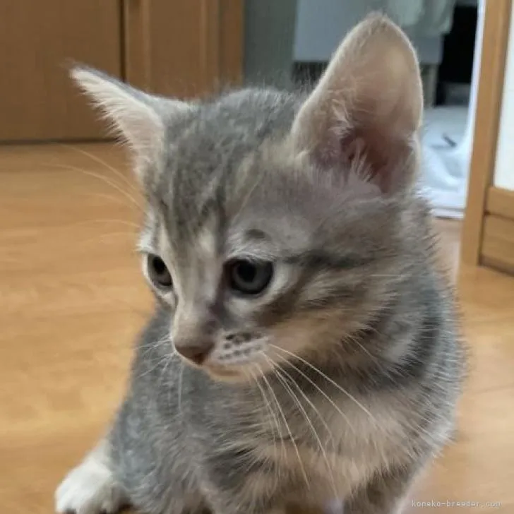 ID：2205-03100の子猫