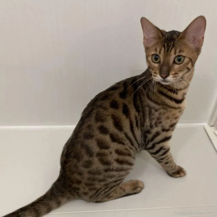 ID:2206-00509の子猫