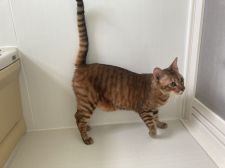 トイガー【・男の子・2021年2月7日・ブラウン(ブラック)マッカレルタビー】「🐈右側の模様です🐈しっかりとした虎柄が入っとおります！」