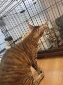 トイガー【・男の子・2021年2月7日・ブラウン(ブラック)マッカレルタビー】「🐈仔猫との挨拶🐈お散歩時にいつも仔猫に挨拶しにいきます！」