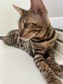 トイガー【神奈川県・女の子・2022年3月30日・ブラウン(ブラック)マッカレルタビー】の写真4「🐈横顔です🐈美人系のお顔ですね！撮影日：2022/09/06」