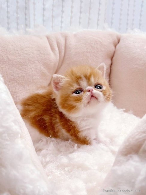 中村　寿美(なかむら　ひさみ)ブリーダー(香川県・ミヌエットなど・ACC登録)の紹介写真4