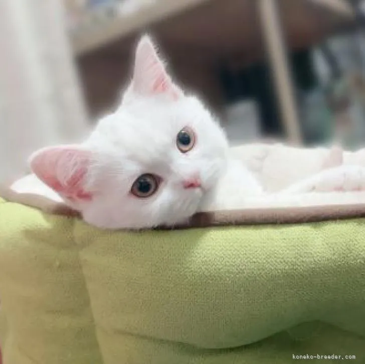 M.K 様のお迎えした子猫