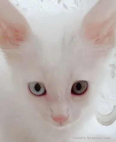 ID:2106-01854の子猫