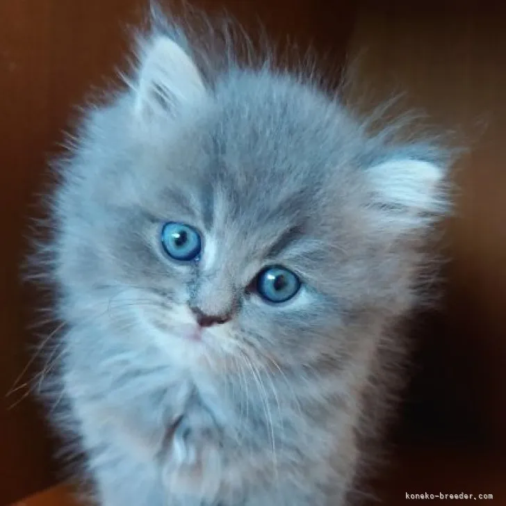 ID：2305-01146の子猫