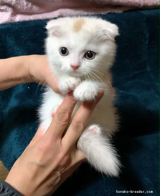 ID：2103-01100の子猫