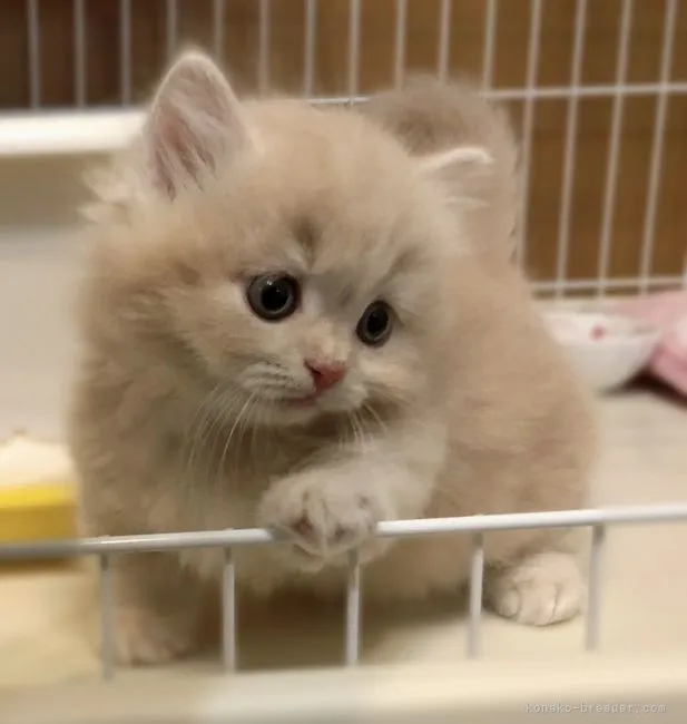 ID：2112-00692の子猫