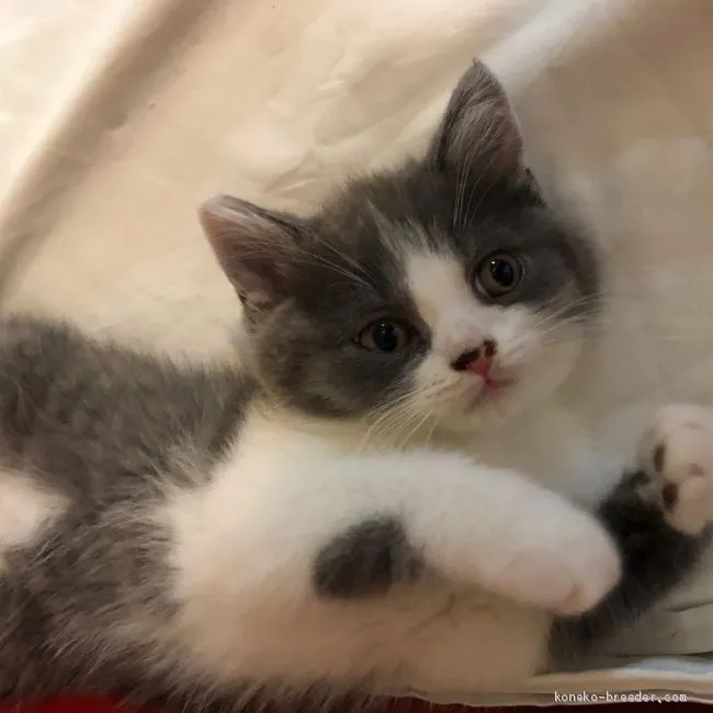 ID：1906-02017の子猫