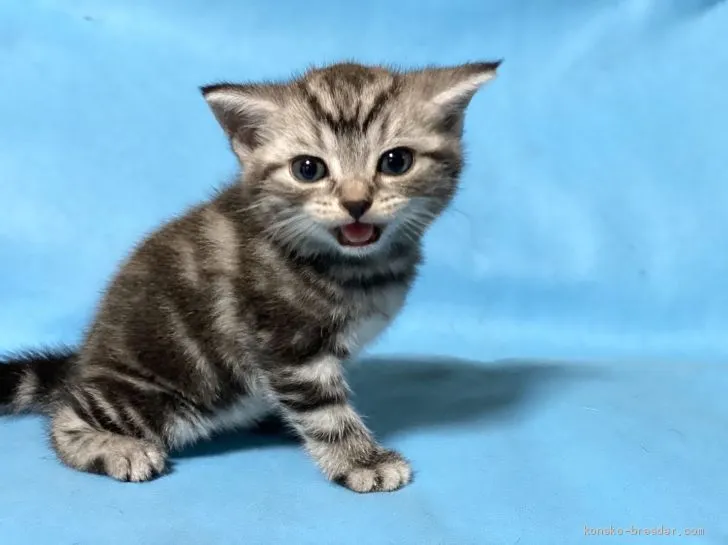 ID:2008-00237の子猫