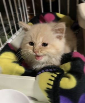 マンチカン(長足)【香川県・男の子・2021年2月11日・クリームタビー】の写真「🍀とても男の子らしくてたくましいです🍀」