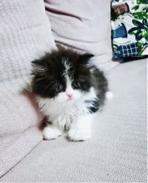 ミヌエット【香川県・男の子・2021年3月27日・ブラック&ホワイト】の写真「🍀セミロングコートのおっとり男の子🍀」