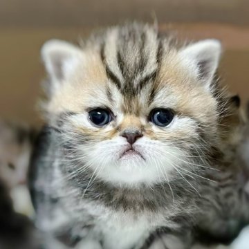 エキゾチックショートヘア【香川県・男の子・2024年2月10日・ブラウンクラッシックタビー】の写真「🍀愛嬌抜群の男の子、可愛いです🍀」