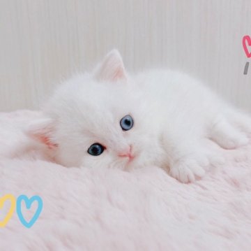 ミヌエット(短足)【香川県・男の子・2024年5月29日・ホワイト 純白】の写真「🍀🍀希少な短足君＆ホワイト＆激カワ🍀🍀」