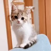 ミヌエット(長足)【香川県・男の子・2024年4月19日・ブラウンタビー&ホワイト】の写真1