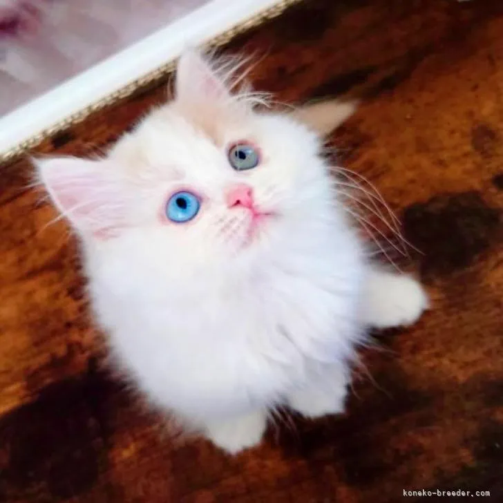 ID:2211-00227の子猫