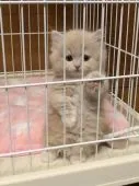 マンチカン(短足)【香川県・男の子・2021年10月16日・】の写真5