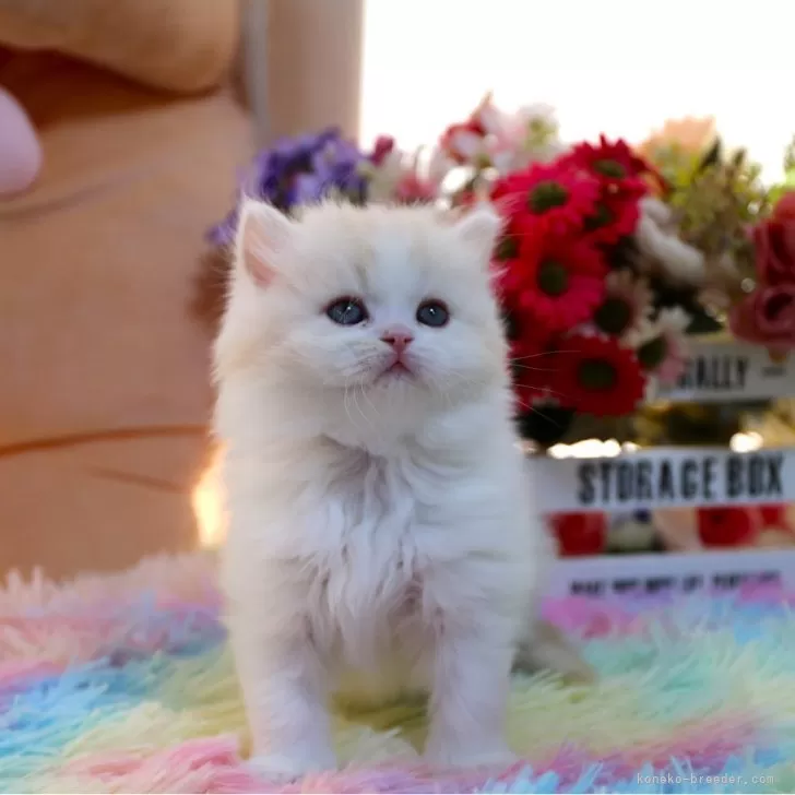 ID：2403-00247の子猫