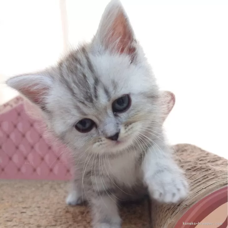 ID：2404-03664の子猫