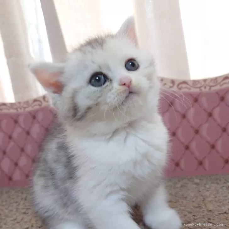 ID：2404-03672の子猫