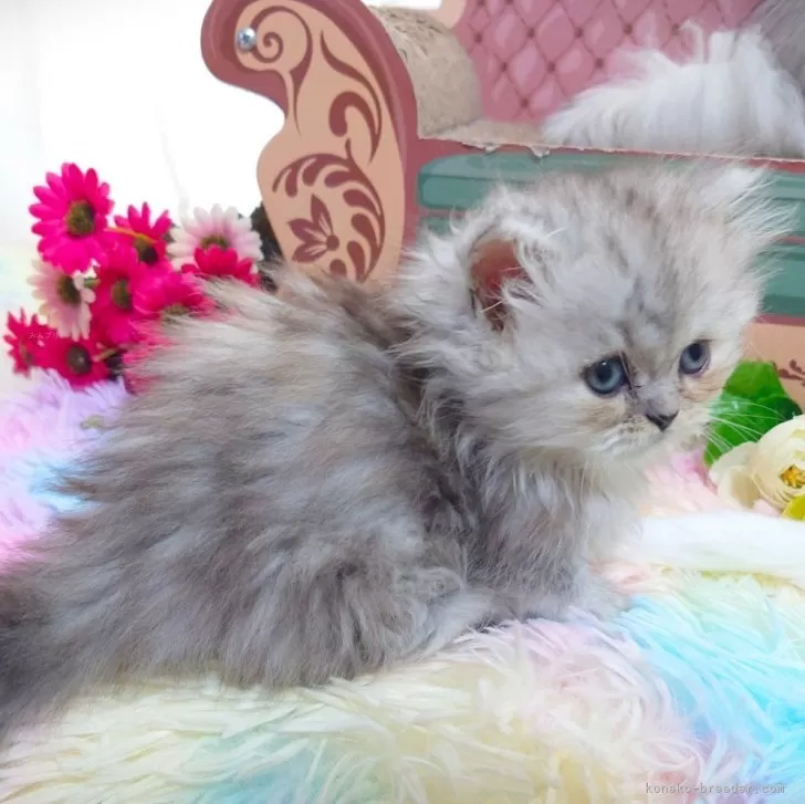 ID：2406-01886の子猫