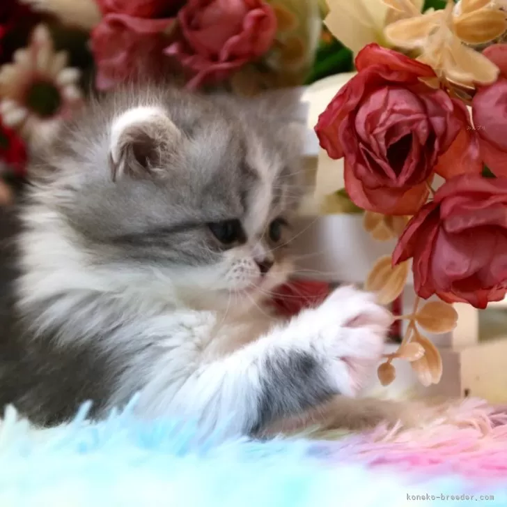 ID：2403-00246の子猫