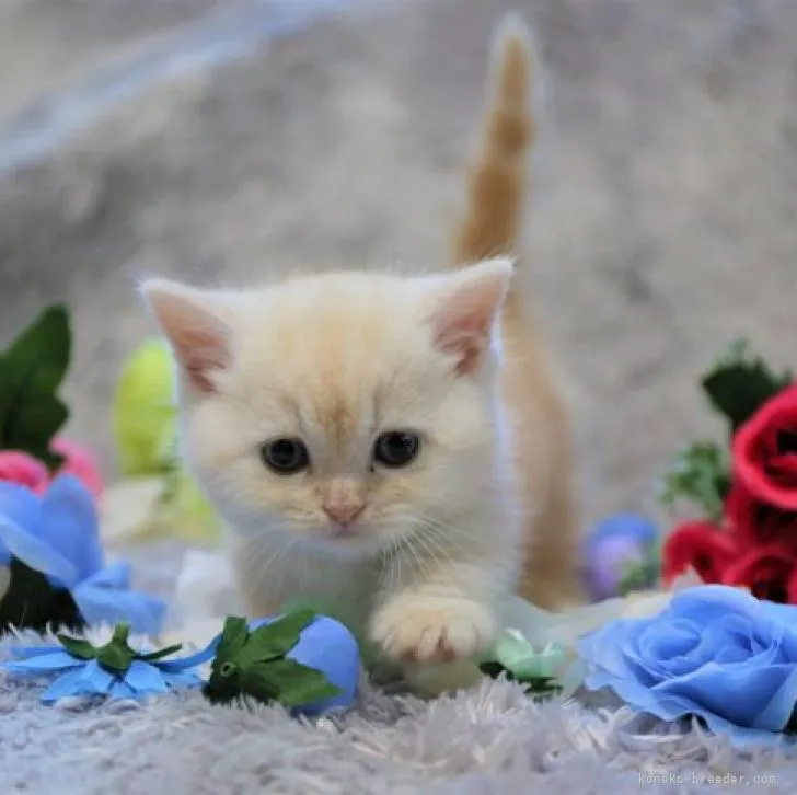 ID:2210-01576の子猫