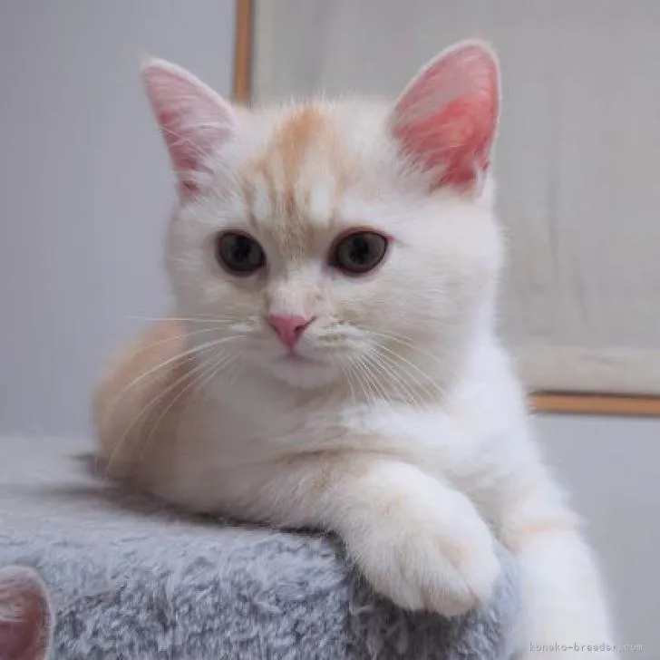 ID:2210-01562の子猫