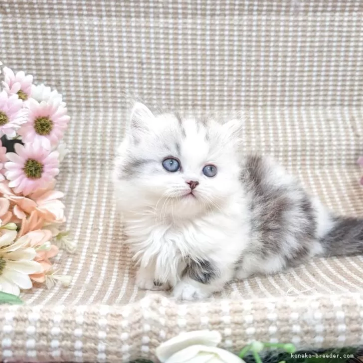 ID：2506-00059の子猫